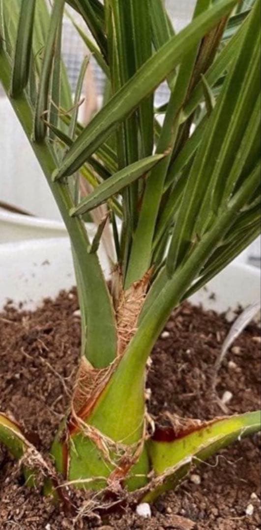 ㉛【栽培】1000粒 ナツメヤシ デーツ 種子 苗