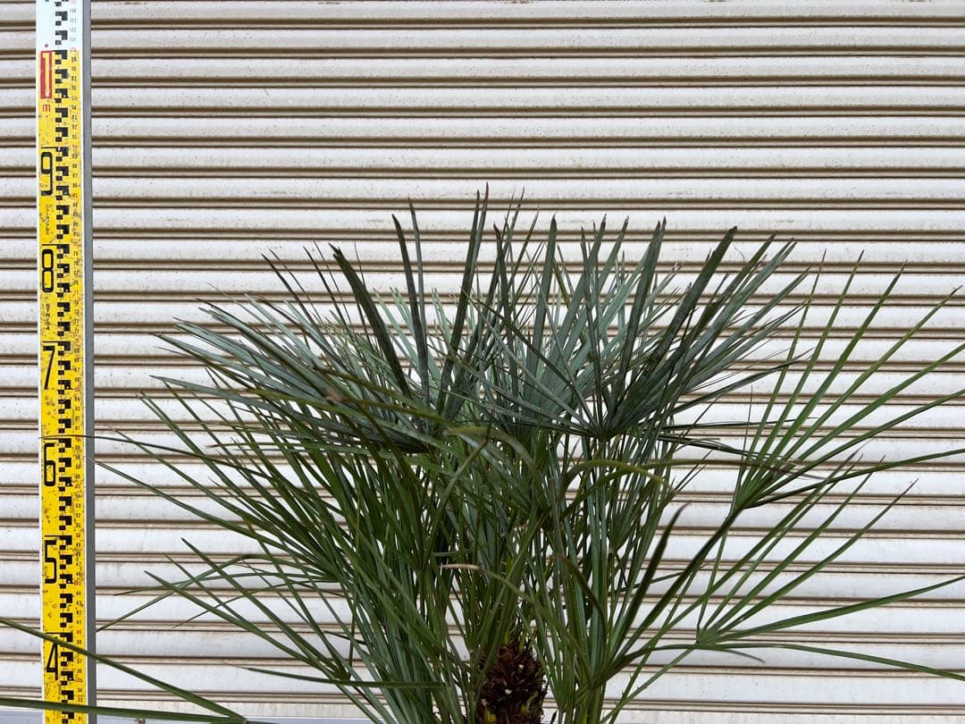 A.K.N　送料込み　チャメロプス　形状良　株立ち　シンボルツリー　現品