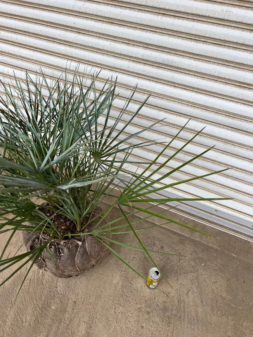 A.K.N　送料込み　チャメロプス　形状良　株立ち　シンボルツリー　現品