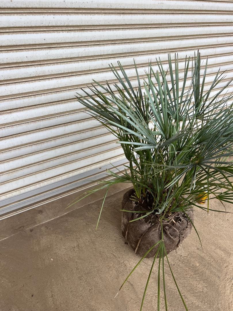 A.K.N　送料込み　チャメロプス　形状良　株立ち　シンボルツリー　現品