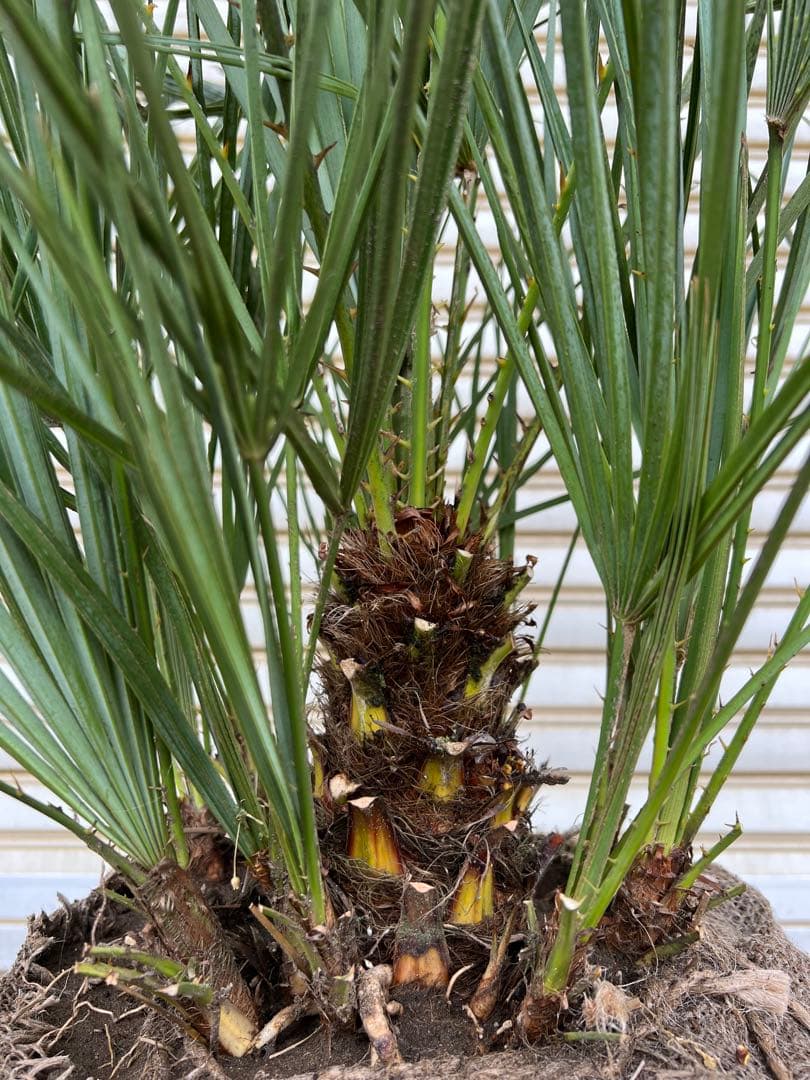 A.K.N　送料込み　チャメロプス　形状良　株立ち　シンボルツリー　現品