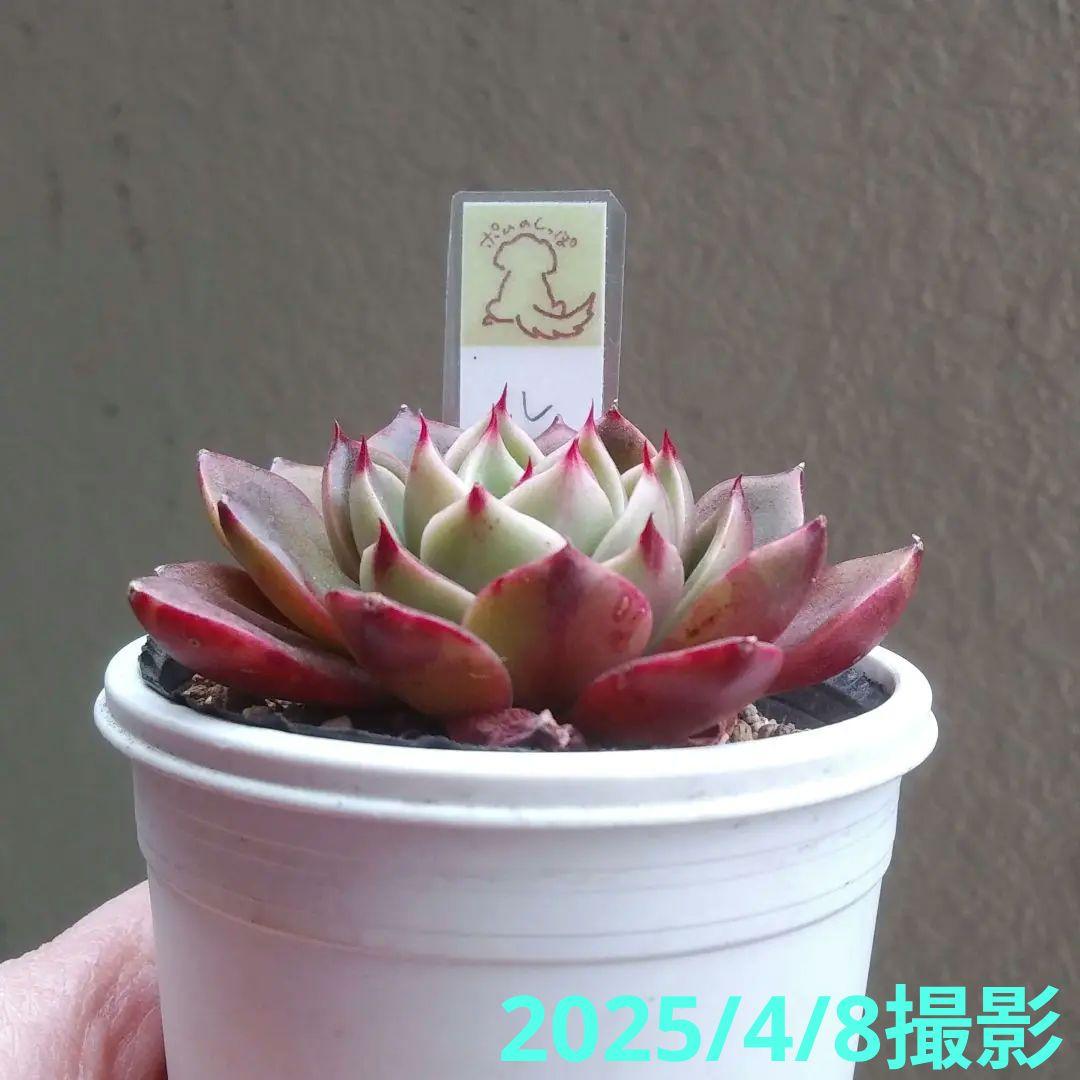 127. 多肉植物 ルドルフ 880円【抜き苗】