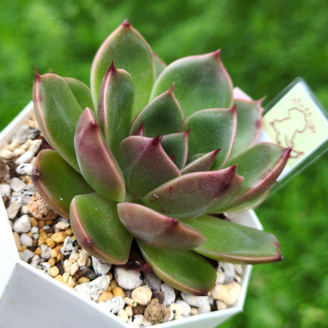 127. 多肉植物 ルドルフ 880円【抜き苗】