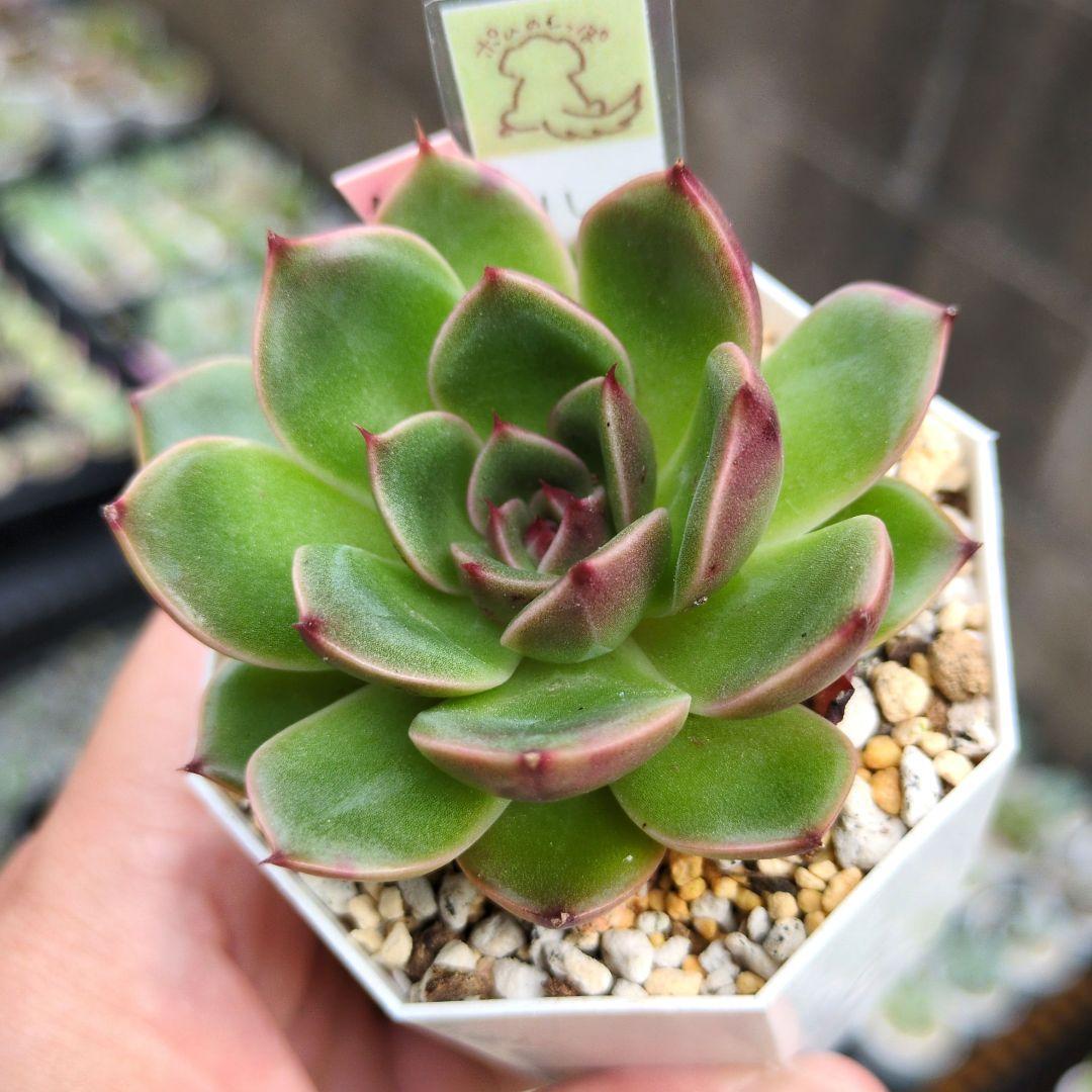 127. 多肉植物 ルドルフ 880円【抜き苗】