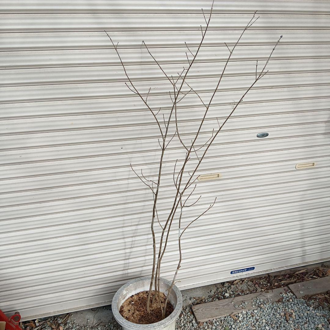 アオダモ　4本立ち　山採り