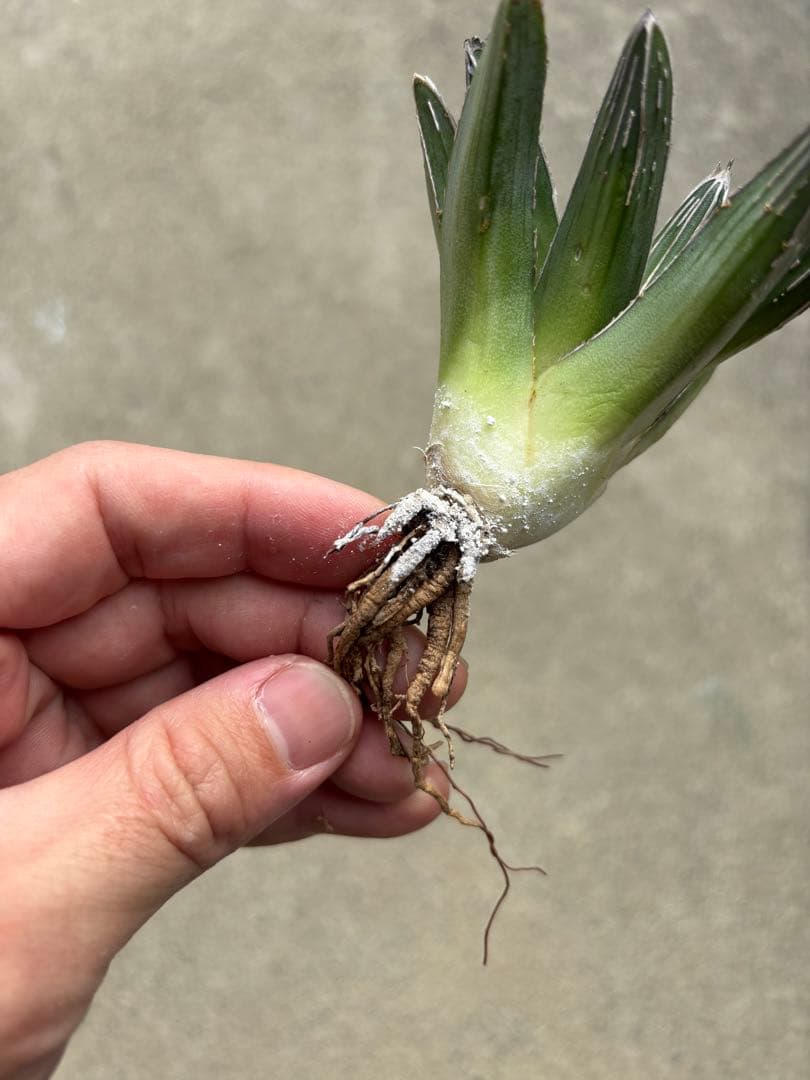 アガベ　笹の雪　子株販売　極上株