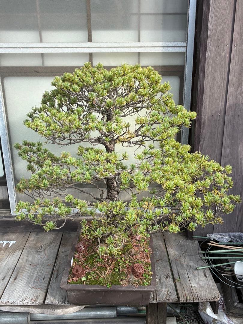 俊*様 ★盆栽★ 赤石五葉松　E-10 樹齢50年以上　★愛媛県より発送★