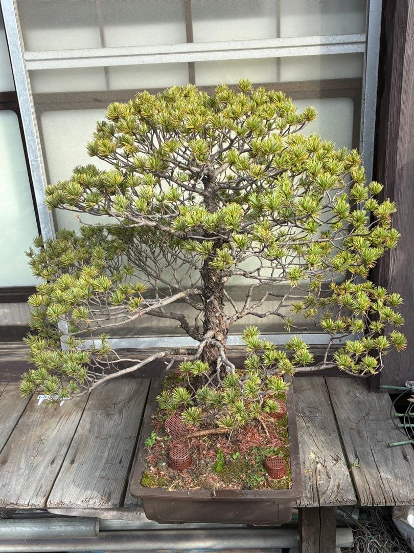 俊*様 ★盆栽★ 赤石五葉松　E-10 樹齢50年以上　★愛媛県より発送★