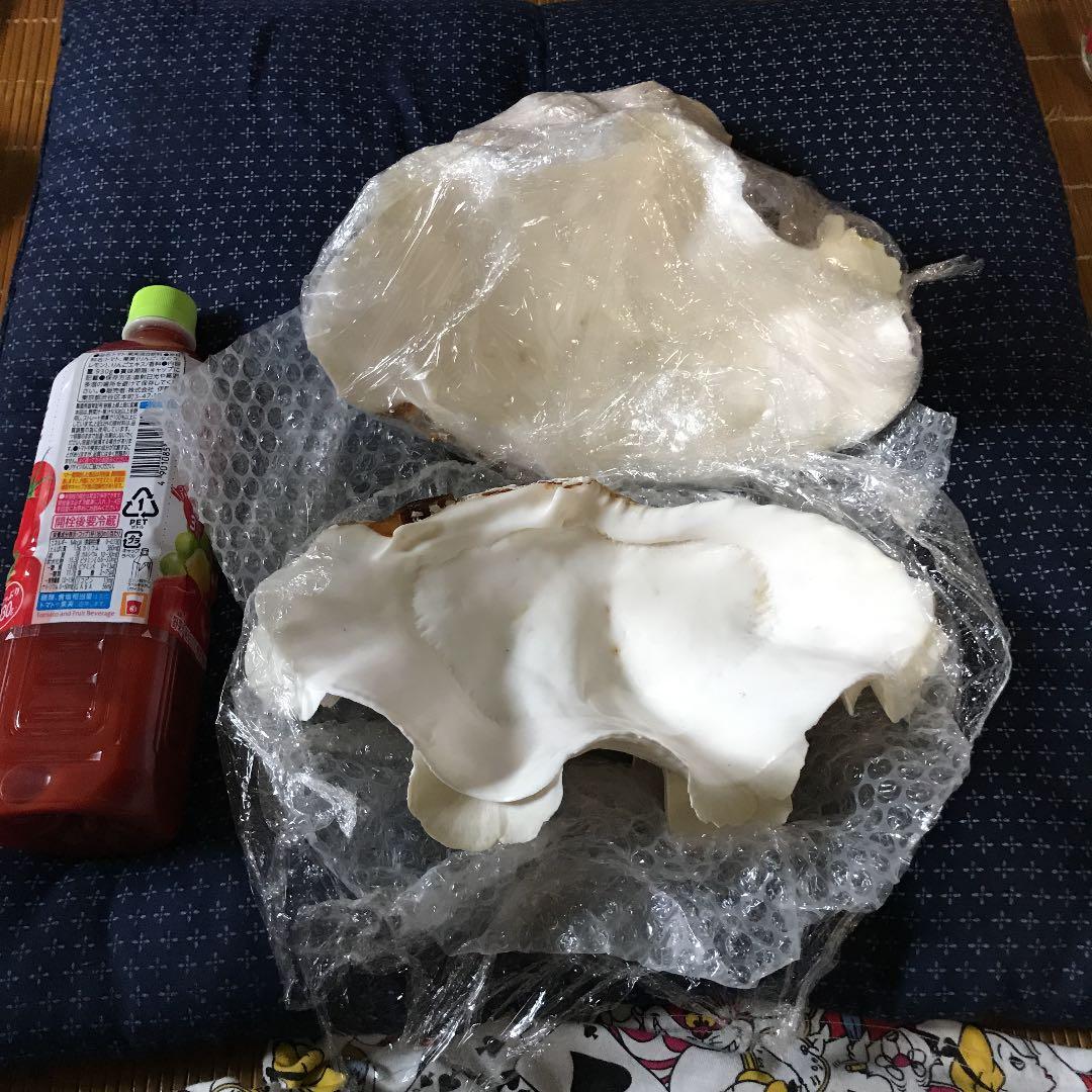 シャコ貝