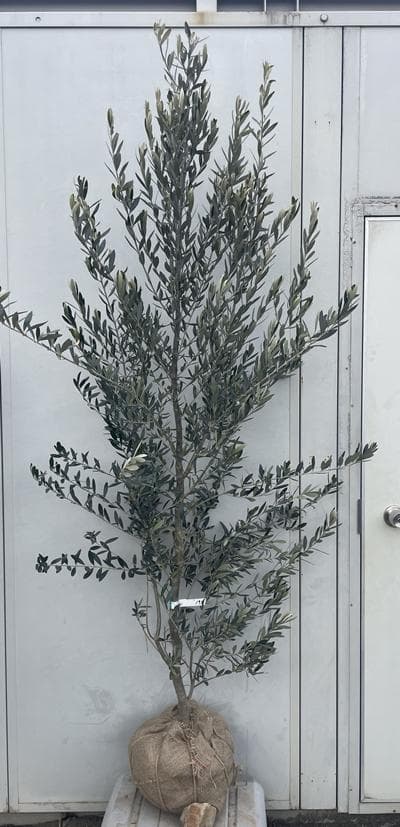 《現品》オリーブの木　シプレシーノ 樹高1.9ｍ（根鉢含まず）193【苗木/庭木