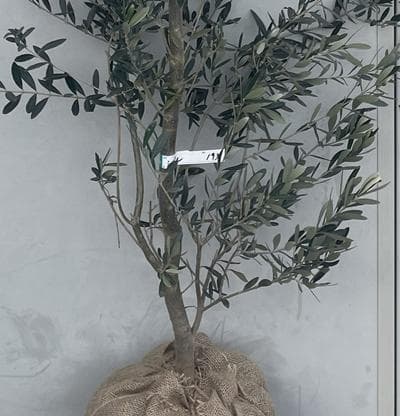 《現品》オリーブの木　シプレシーノ 樹高1.9ｍ（根鉢含まず）193【苗木/庭木