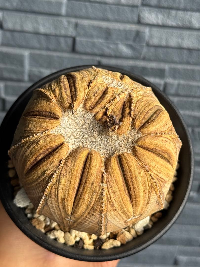 ☆激レア成長点潰れ☆　ユーフォルビア　オベサ　obesa 9.6cm　ホリダ