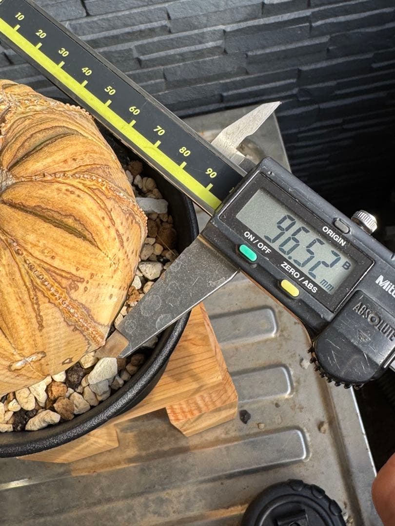 ☆激レア成長点潰れ☆　ユーフォルビア　オベサ　obesa 9.6cm　ホリダ