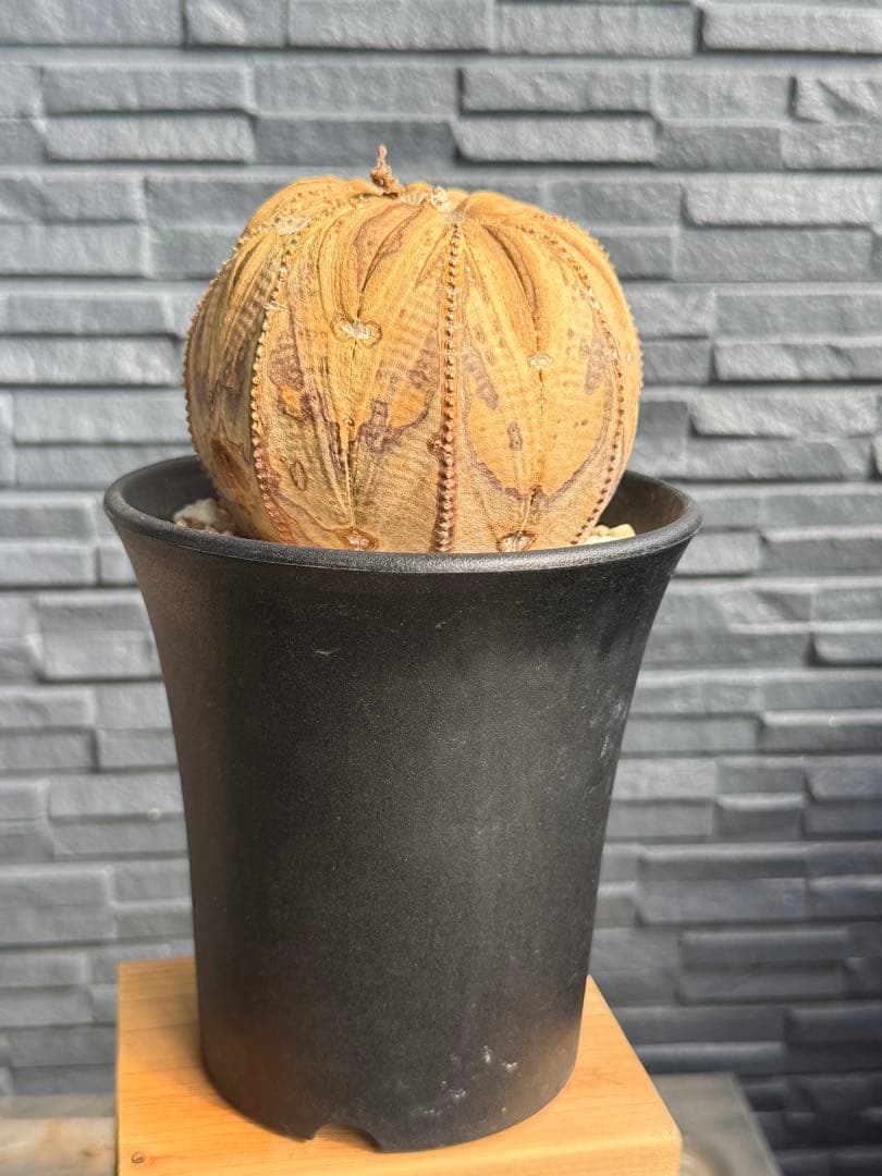 ☆激レア成長点潰れ☆　ユーフォルビア　オベサ　obesa 9.6cm　ホリダ