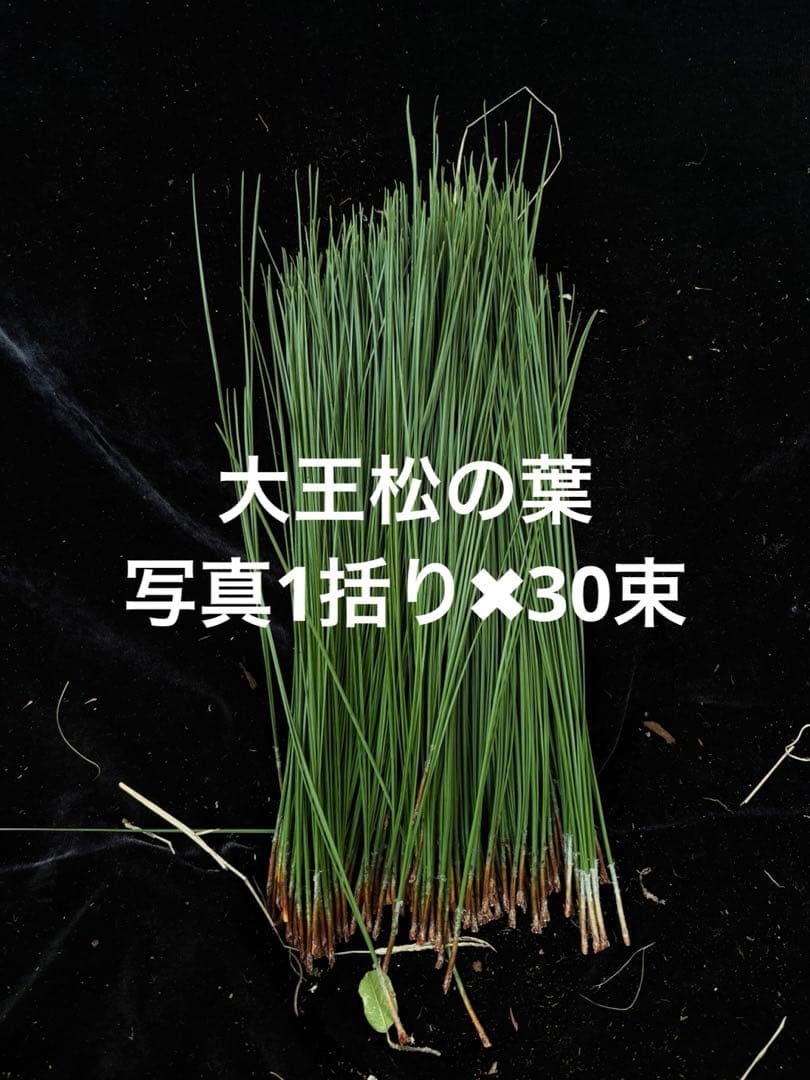 大王松の葉　30束