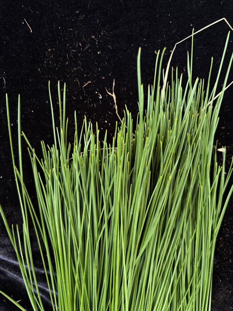 大王松の葉　30束