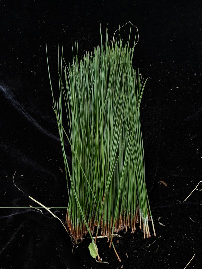 大王松の葉　30束