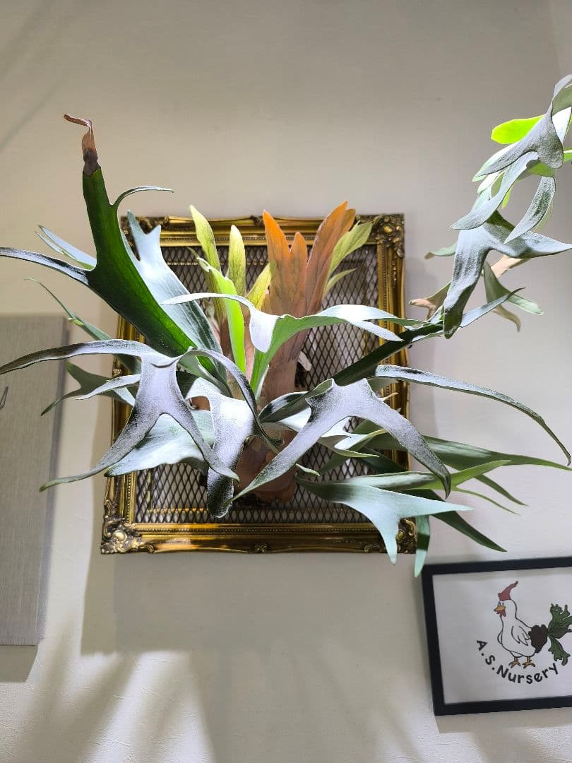 y*o様 P.Black Window