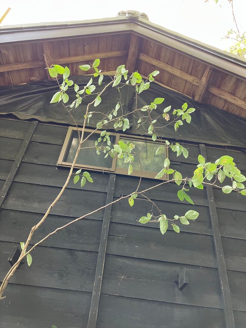 300 山採り　ヤマコウバシ