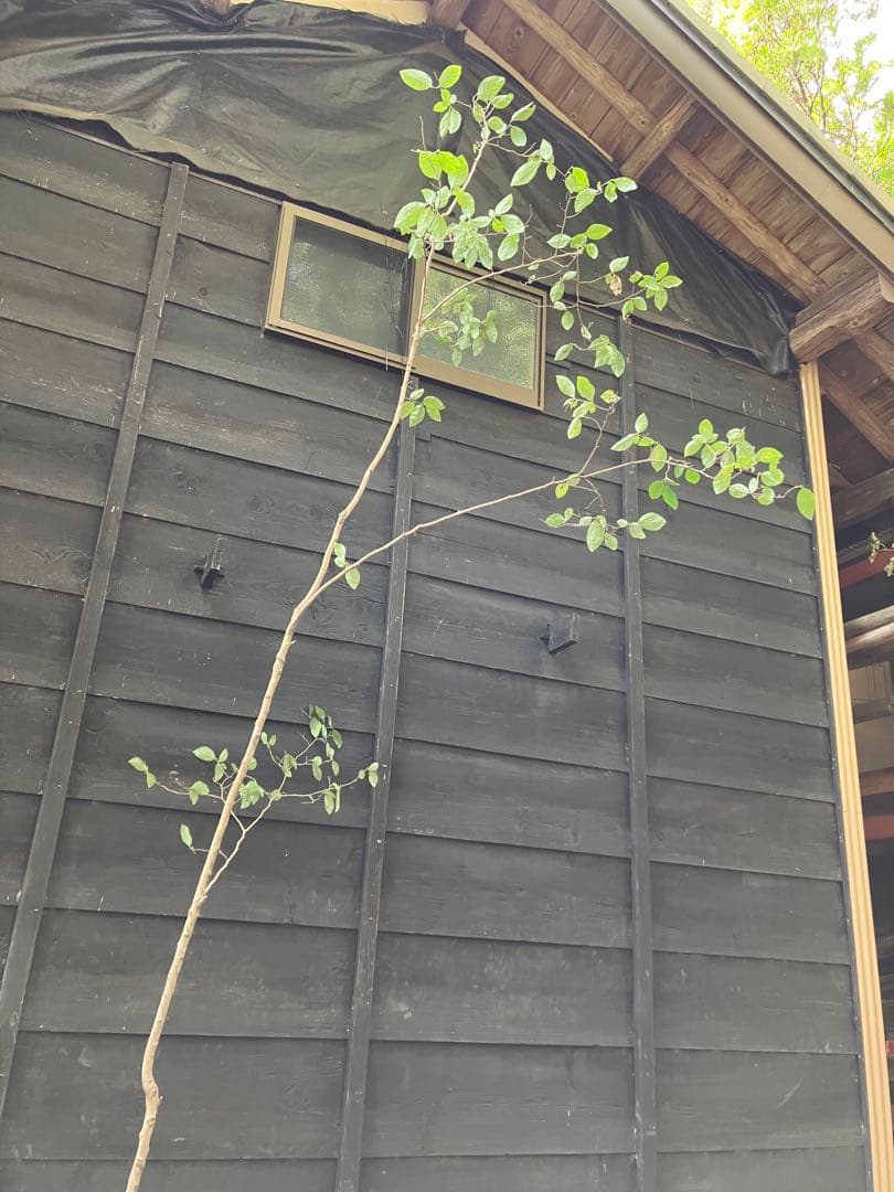 300 山採り　ヤマコウバシ