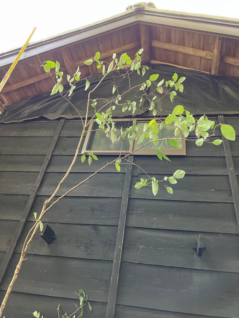 300 山採り　ヤマコウバシ