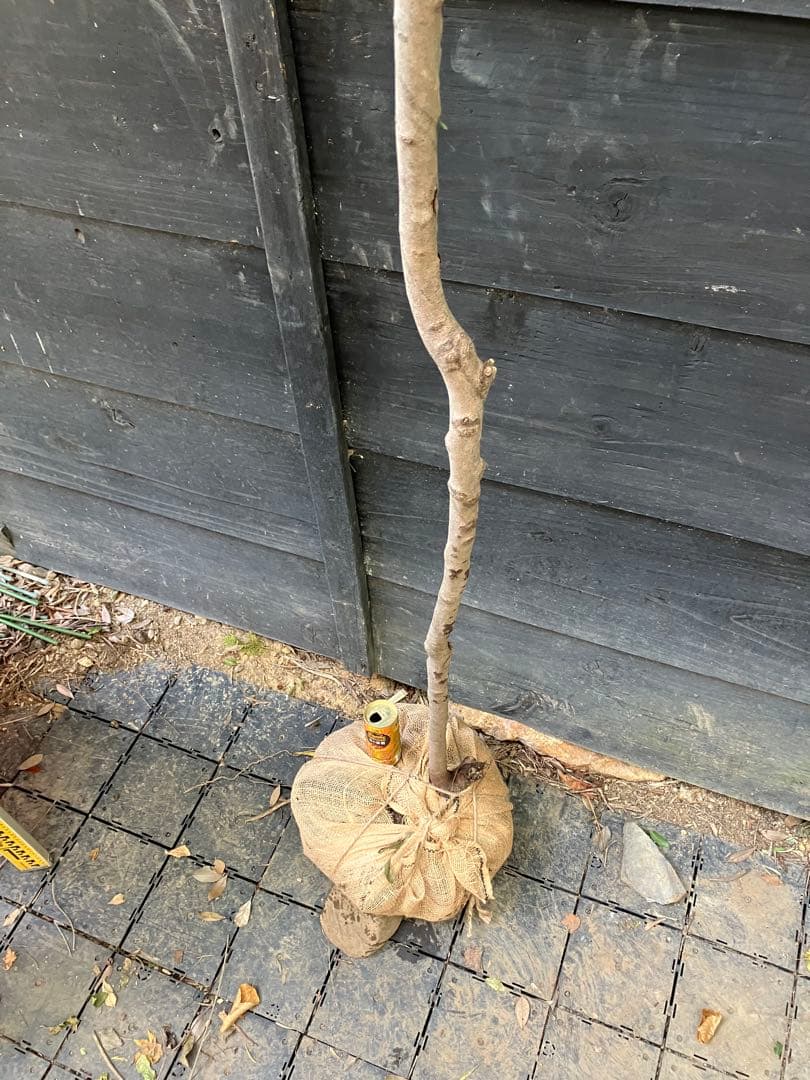 300 山採り　ヤマコウバシ