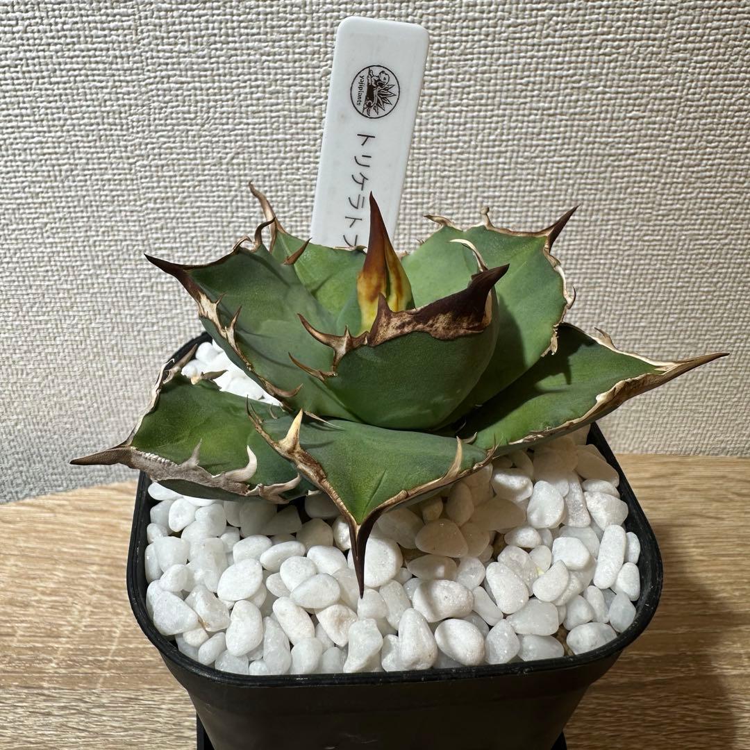 アガベ　白犀牛　トリケラトプス