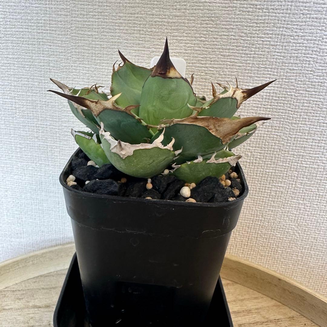 アガベ　白犀牛　トリケラトプス