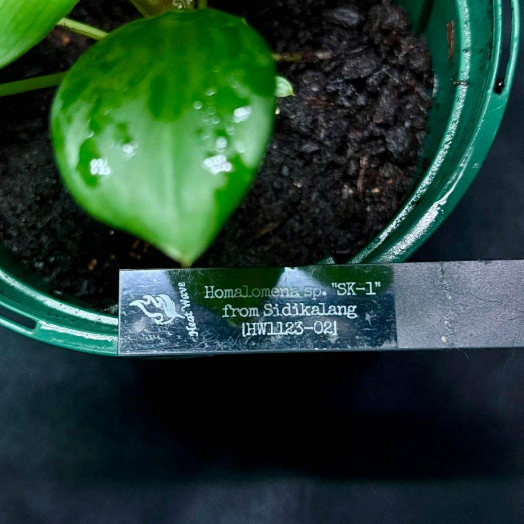 ホマロメナ sp. SK-1 正規タグ付き