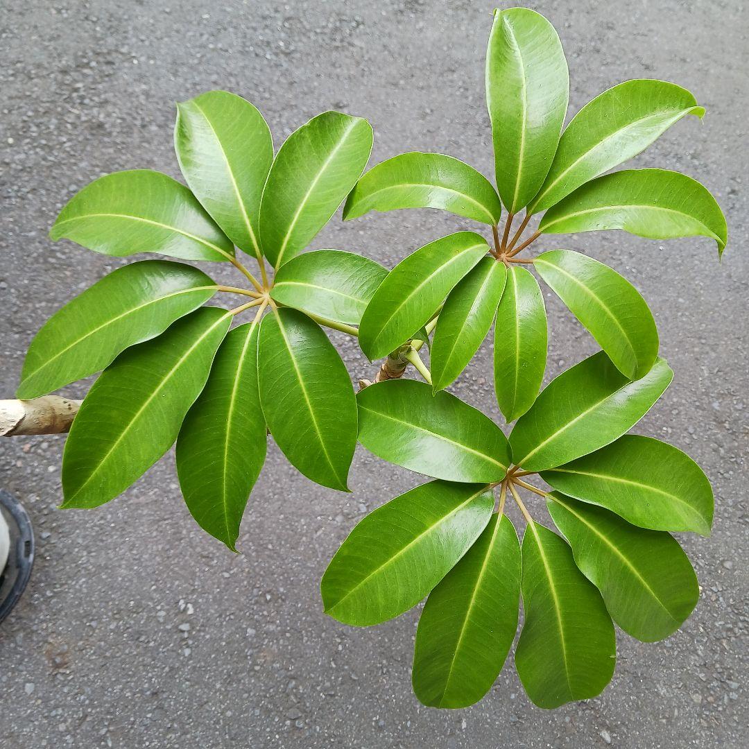 引取限定★ツピタンサス　8号　個性的　観葉植物