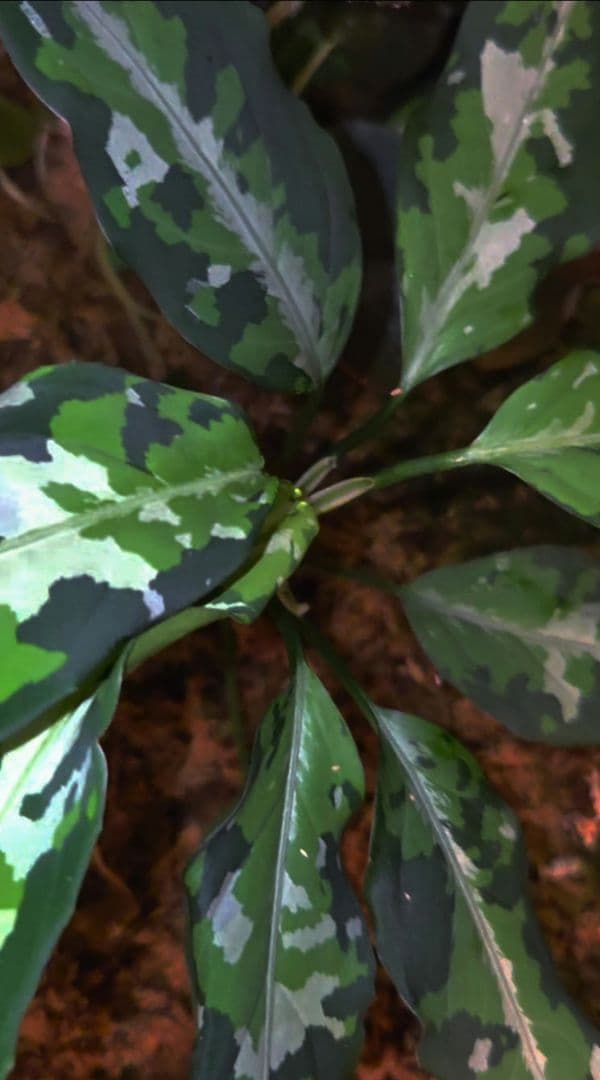 アグラオネマピクタム　aglaonema 現地輸入便