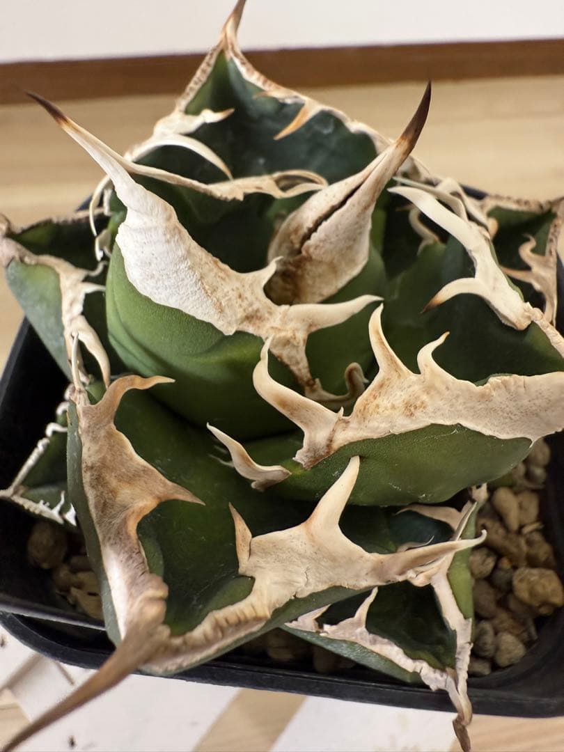 ②アガベ チタノタ 南アフリカダイヤモンド