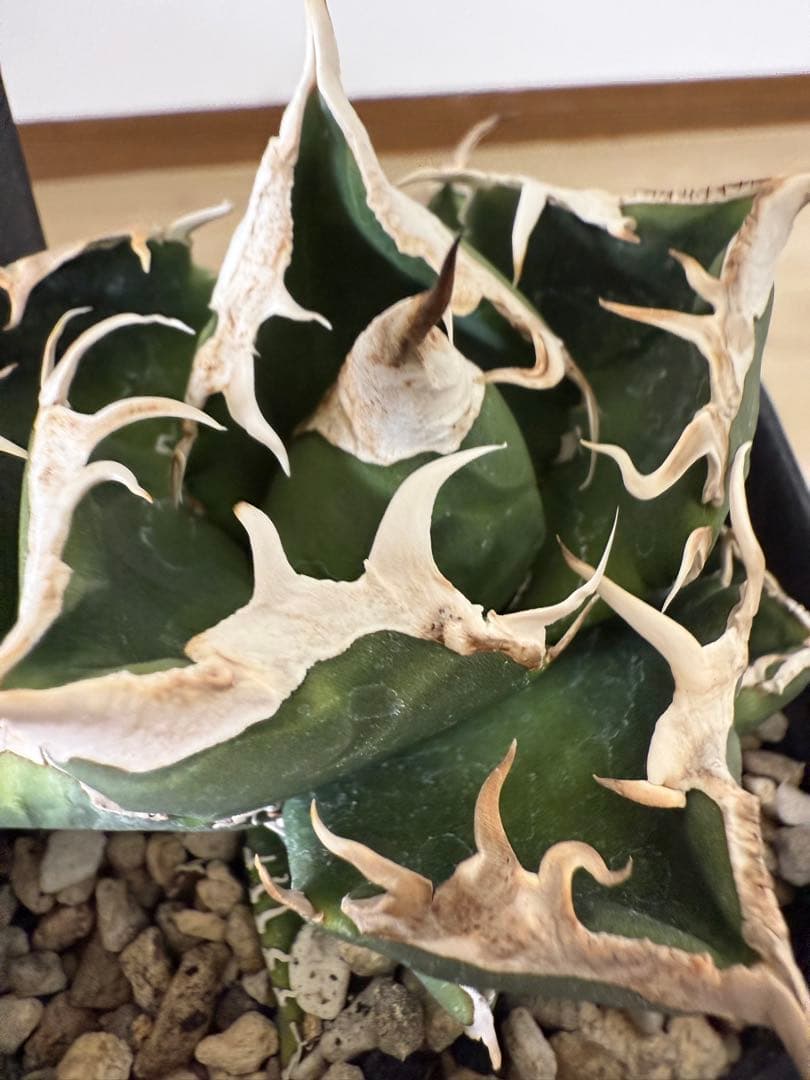 ②アガベ チタノタ 南アフリカダイヤモンド