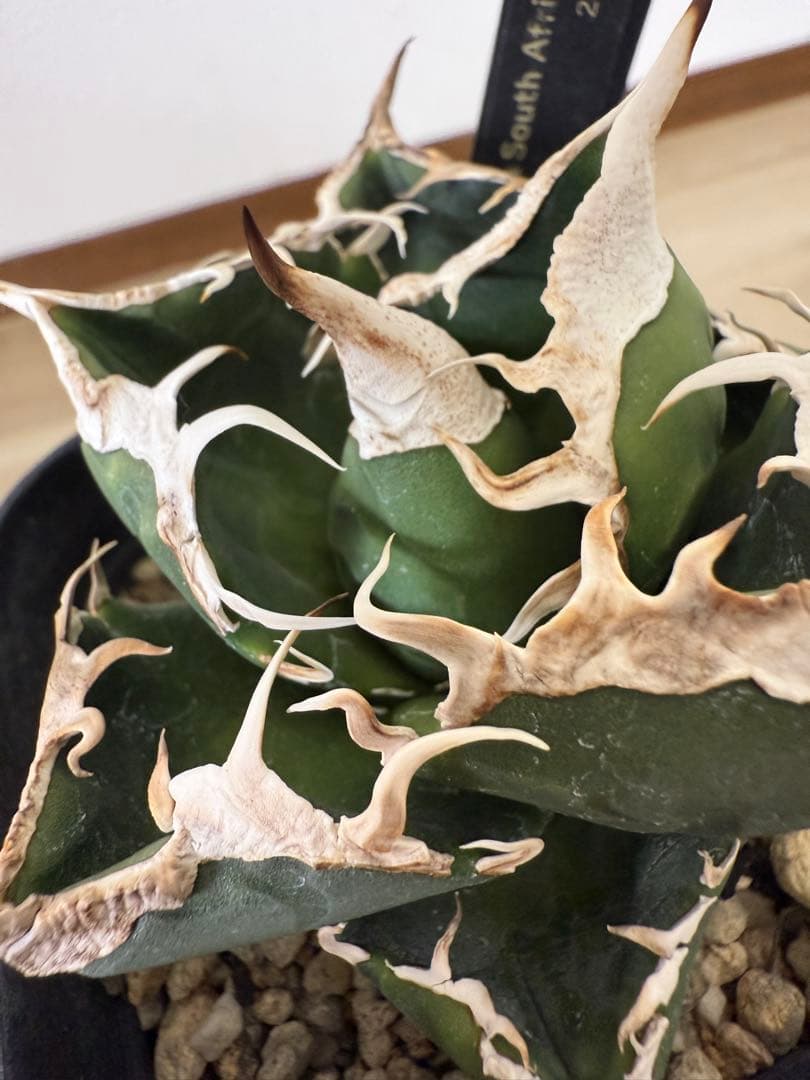 ②アガベ チタノタ 南アフリカダイヤモンド