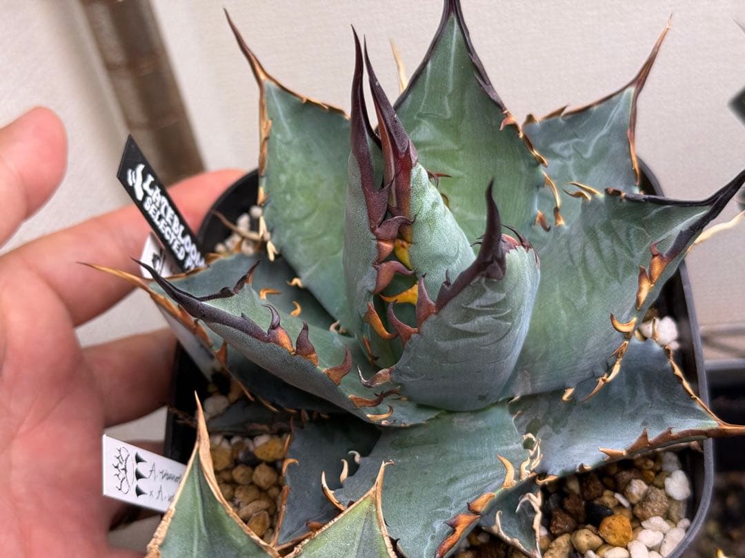 アガベ　ハイブリッド　BB×エボリスピナ　青葉　親株販売