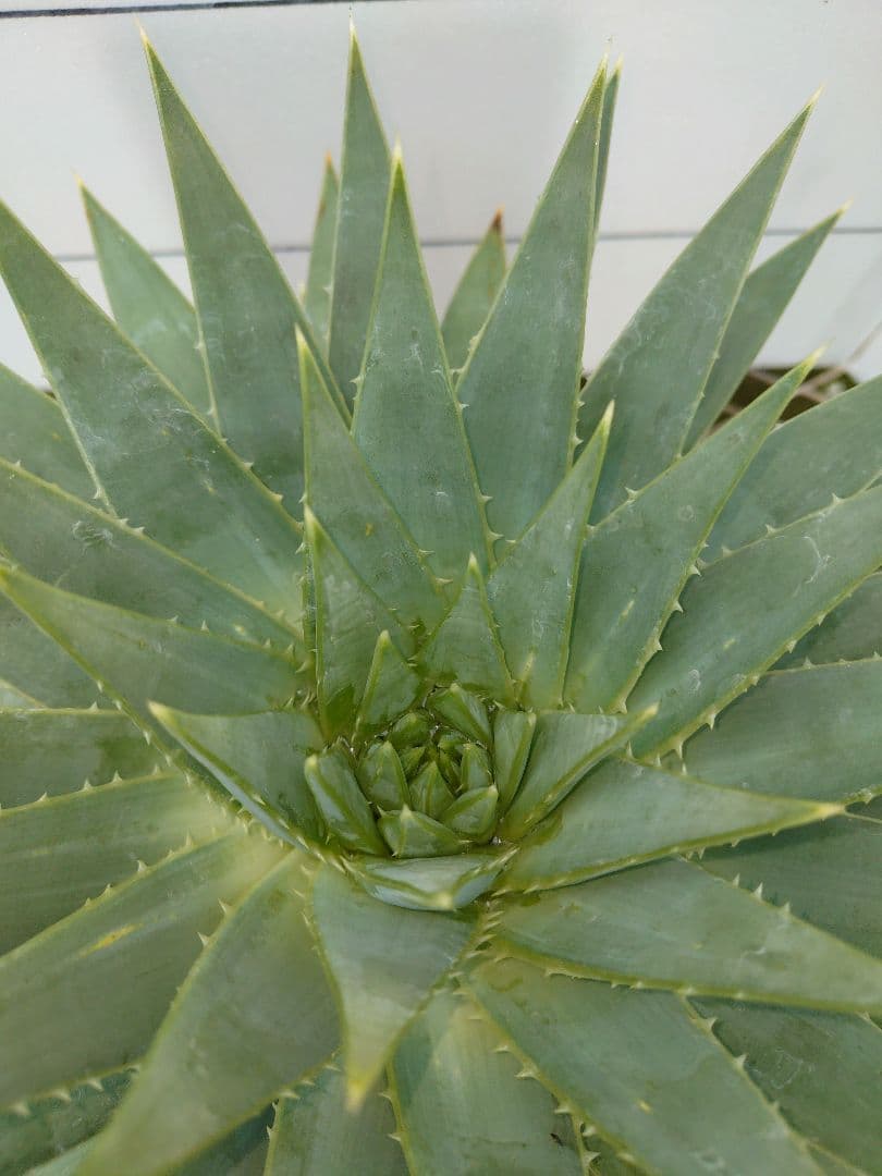 アロエポリフィラ