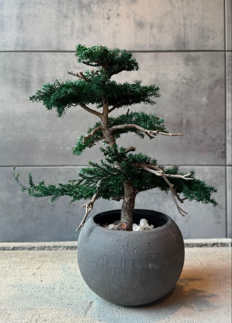 ドライアート盆栽｜一点物｜管理不要