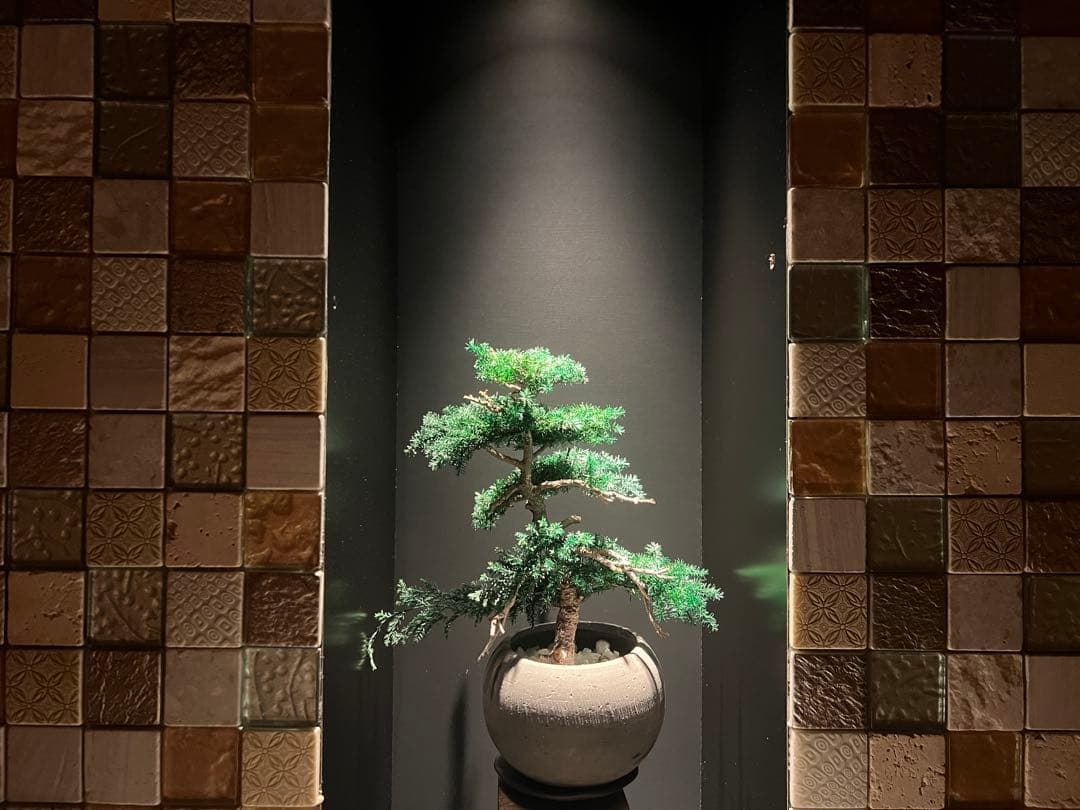 ドライアート盆栽｜一点物｜管理不要