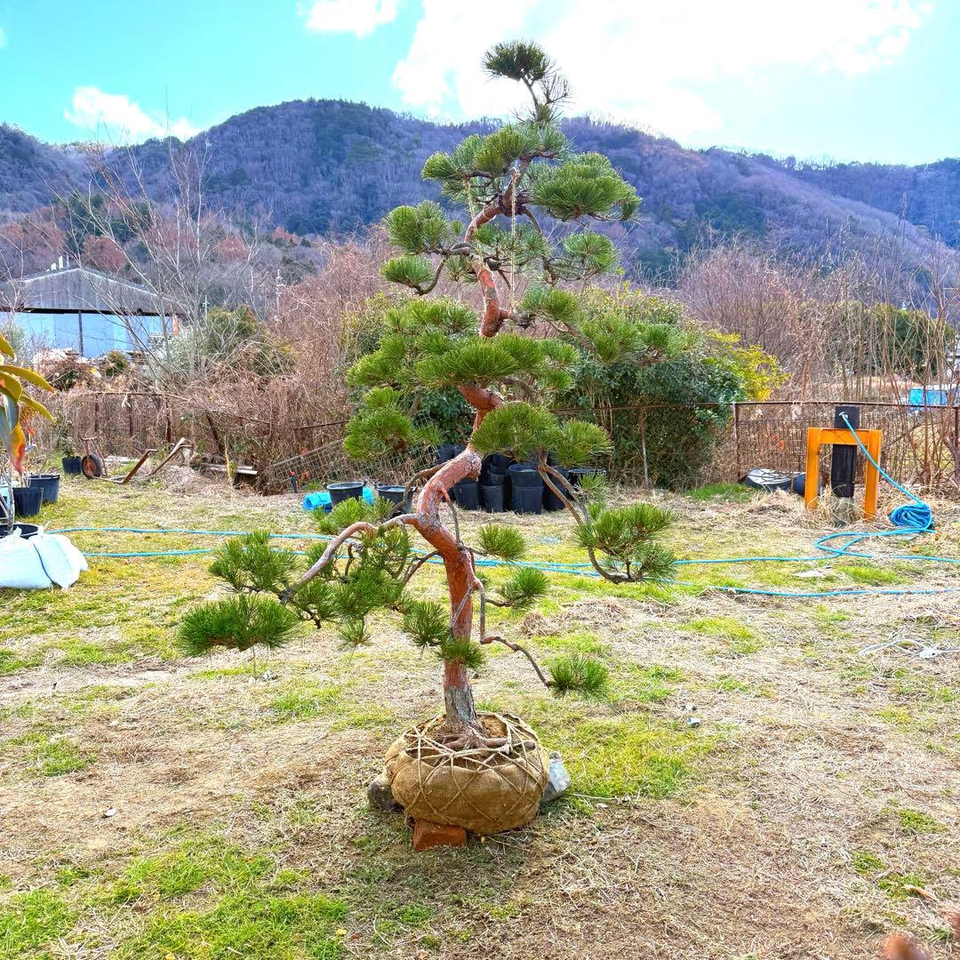 赤松『樹高約200㎝〜』引き取り限定。配達別料金、植込み無料❗️最終値引き価格❗️