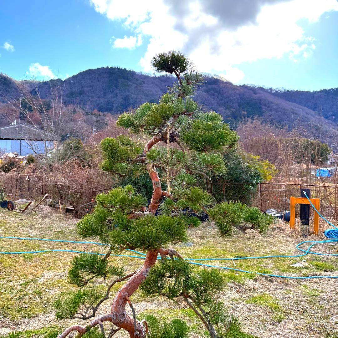 赤松『樹高約200㎝〜』引き取り限定。配達別料金、植込み無料❗️最終値引き価格❗️