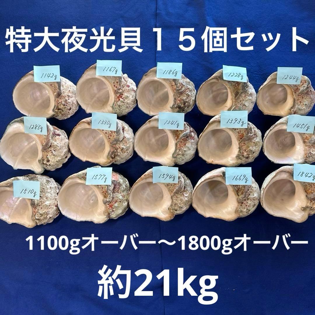 特大夜光貝　ヤコウ貝　まとめ売り　15個 約21kg アクセサリー　ルアー