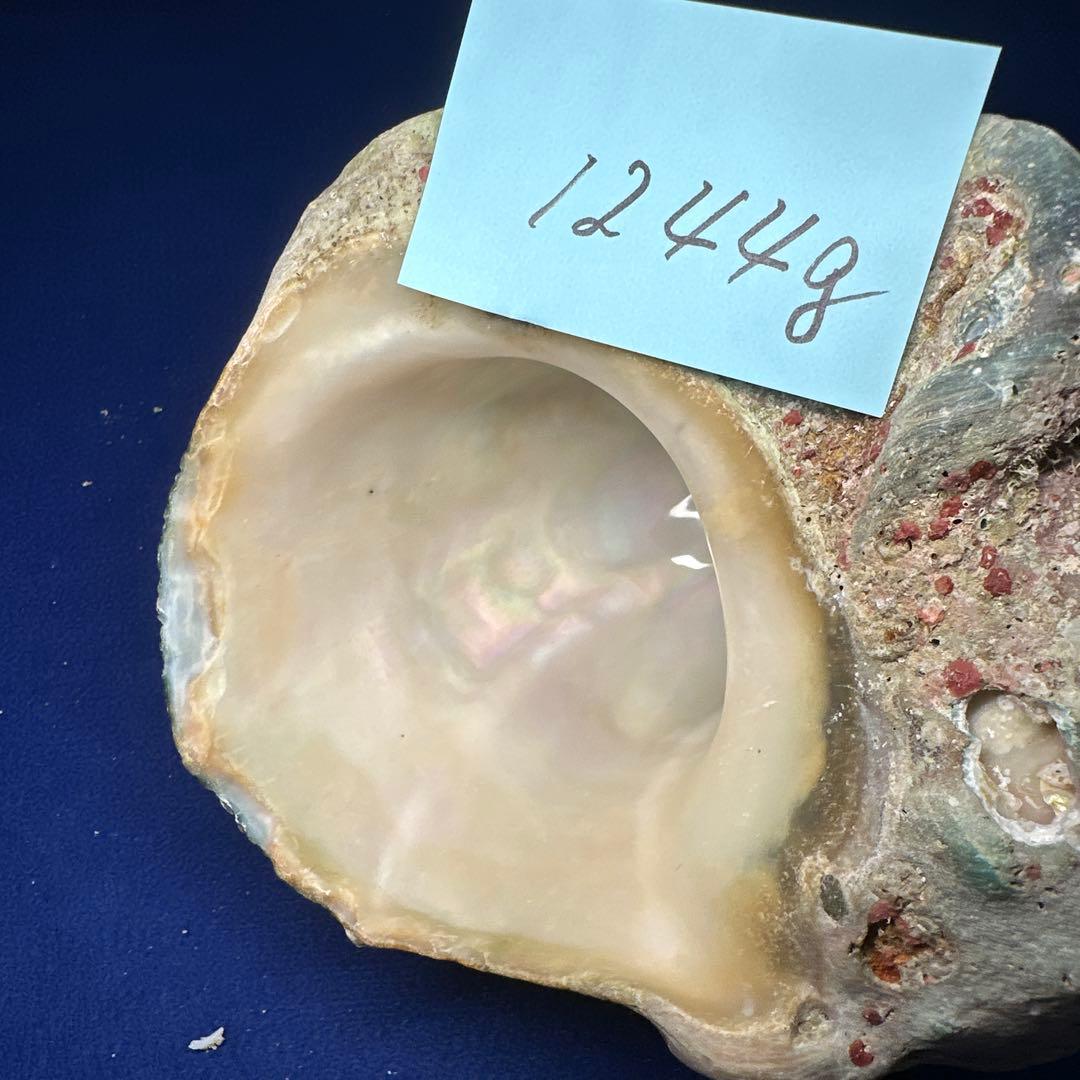 特大夜光貝　ヤコウ貝　まとめ売り　15個 約21kg アクセサリー　ルアー