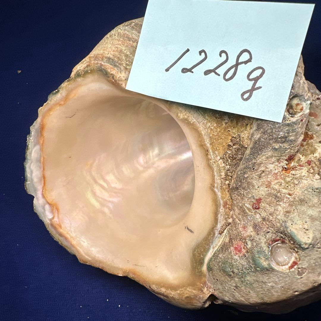 特大夜光貝　ヤコウ貝　まとめ売り　15個 約21kg アクセサリー　ルアー