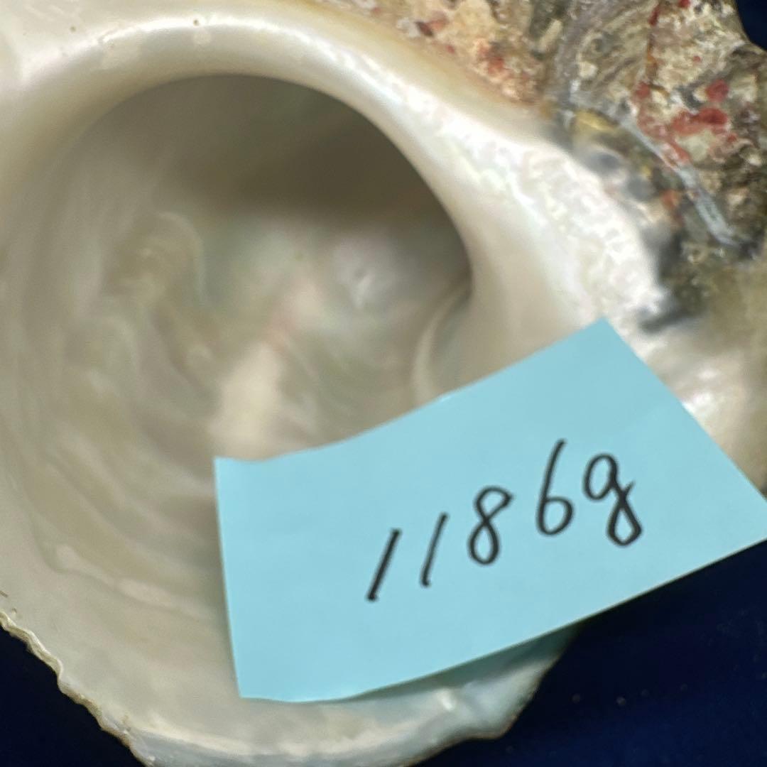 特大夜光貝　ヤコウ貝　まとめ売り　15個 約21kg アクセサリー　ルアー