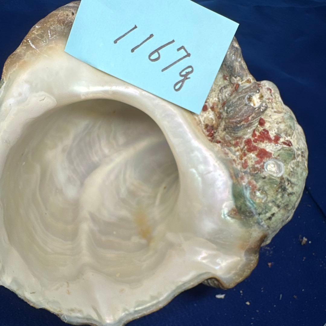 特大夜光貝　ヤコウ貝　まとめ売り　15個 約21kg アクセサリー　ルアー