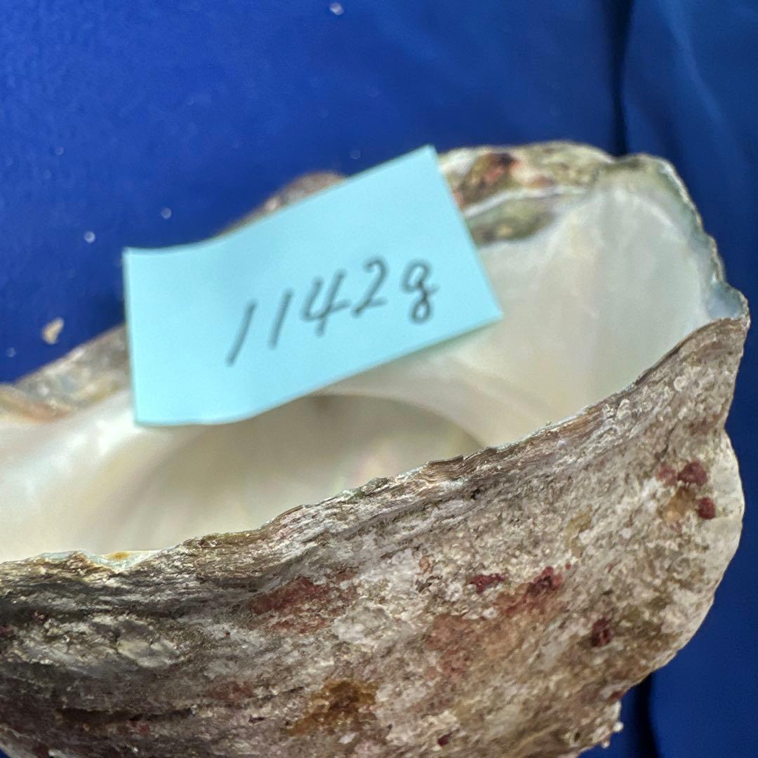 特大夜光貝　ヤコウ貝　まとめ売り　15個 約21kg アクセサリー　ルアー