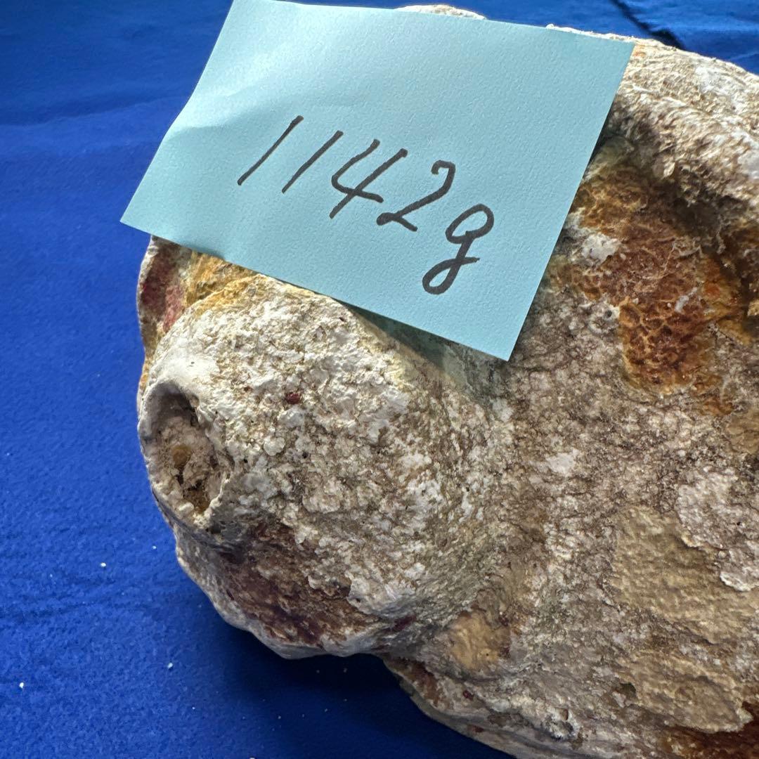 特大夜光貝　ヤコウ貝　まとめ売り　15個 約21kg アクセサリー　ルアー