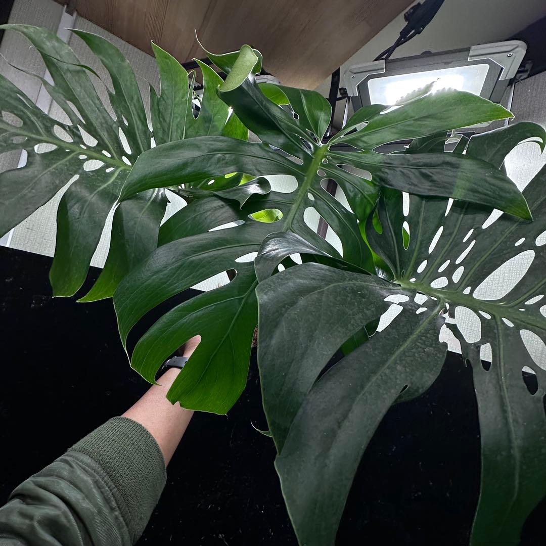 あ*さ様 モンステラデリシオーサマクロコズム超希少系統鉢植え71㎝