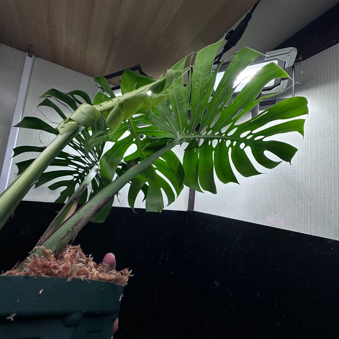 あ*さ様 モンステラデリシオーサマクロコズム超希少系統鉢植え71㎝