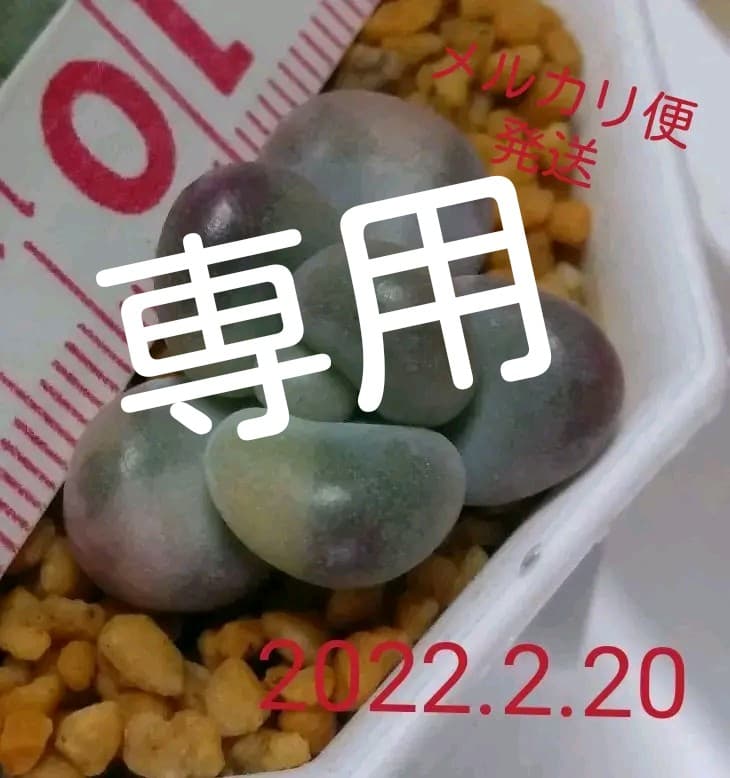 多肉植物　艶美人錦　微根　ネコポス発送